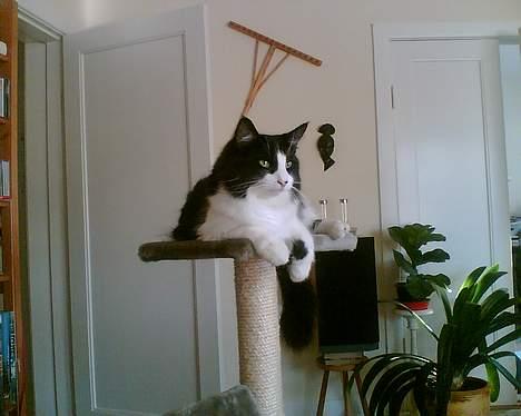 Norsk Skovkat Robin - Op og se land :o) billede 4