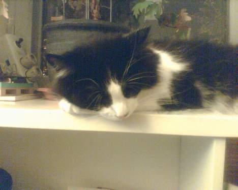 Norsk Skovkat Robin - Mer´ fla´ u, stadig lige flyttet til billede 5