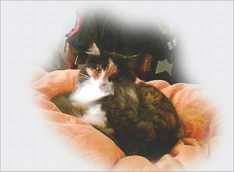 Norsk Skovkat Duchess - Pænt godda´ :o) billede 1