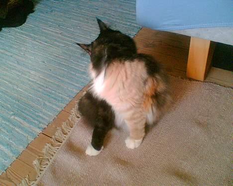 Norsk Skovkat Duchess - Ih, jeg elsker de der to fine og meget forskellige forben :o))) billede 2