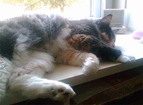 Norsk Skovkat Duchess - zzzzz det er altså hårdt at flytte! billede 3