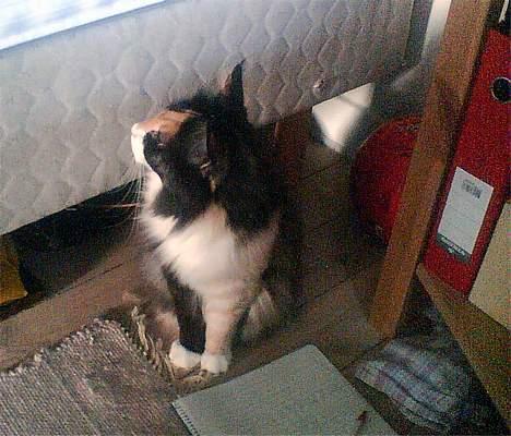 Norsk Skovkat Duchess - Er det da her, jeg skal bo? billede 4