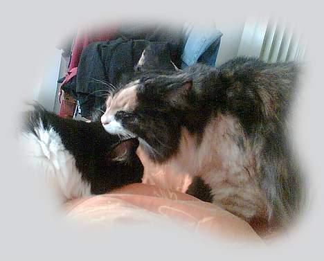 Norsk Skovkat Duchess - "Altså Robin, du har glemt at vaske ører..." billede 5