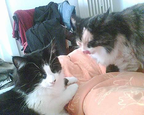 Norsk Skovkat Robin - Nææ se, det er jo mig og Duchess! billede 6