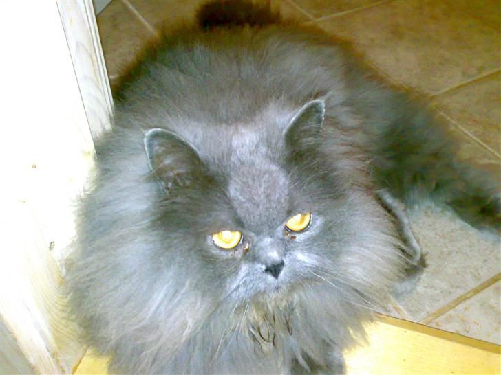 Perser monz - ja det er så mig hun snakker om! billede 1