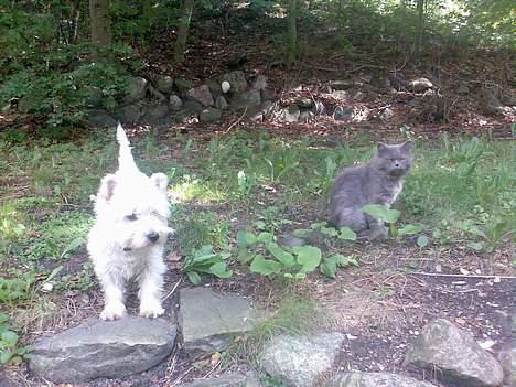 Perser monz - Her er jeg så med min bedste ven Walter en dag jeg slap ud! billede 2