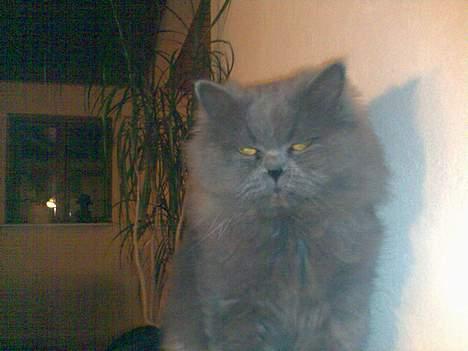 Perser monz - I am the King! billede 3