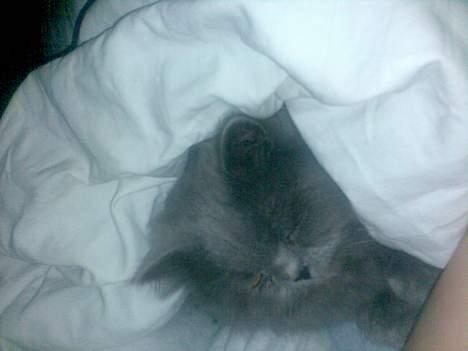 Perser monz - Det her er ret hyggeligt engang imellem! billede 4