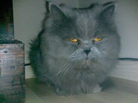 Perser monz - Det her er mit gemme hjørne når jeg gerne vil være i fred for den skøre hund! billede 5