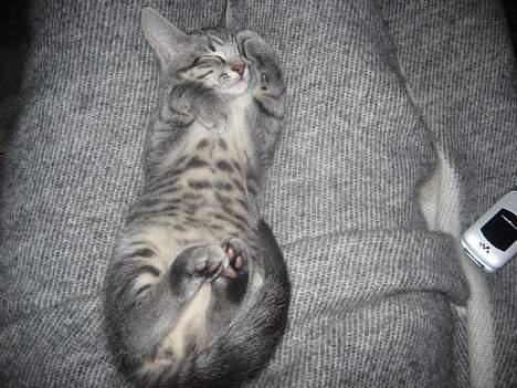 Huskat Malou billede 10