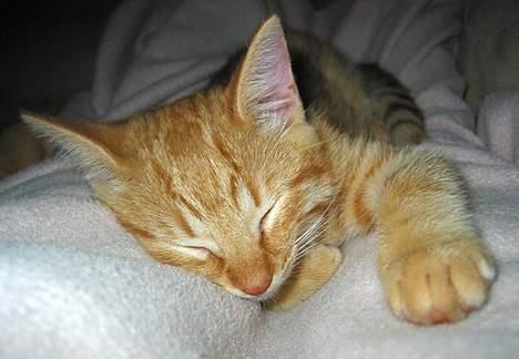 Huskat Louie- forsvundet..:( - Når min mor slapper med tæppet - Er jeg med på en putter!!! :) billede 4