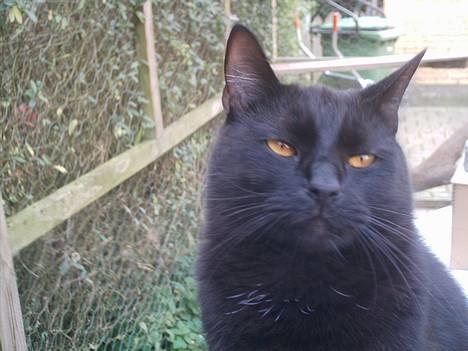 Huskat Sorteper. billede 1