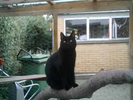 Huskat Sorteper. billede 2