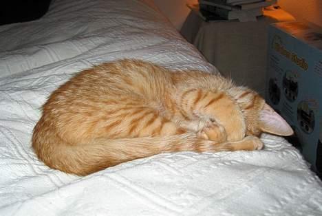 Huskat Louie- forsvundet..:( - En time efter man er ankommet til sit nye hjem, er man en udmattet lille mis...!  billede 5