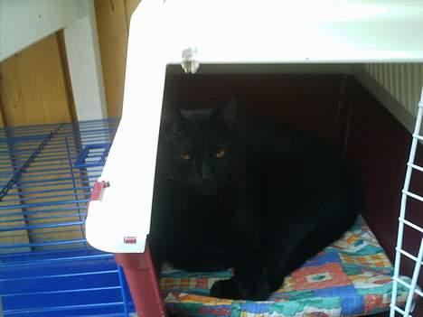 Huskat Sorteper. billede 3