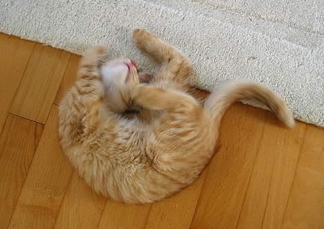 Huskat Louie- forsvundet..:( - Louie ruller rundt på gulvet, og er glad for at bide i vores tæppe...! :) billede 6