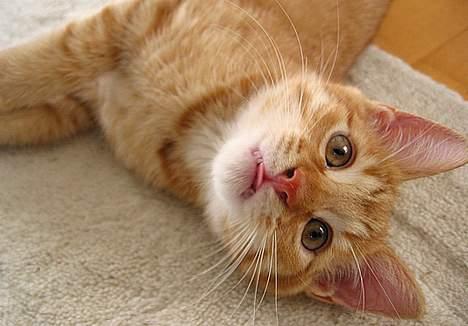 Huskat Louie- forsvundet..:( - Se min flotte tunge... billede 7