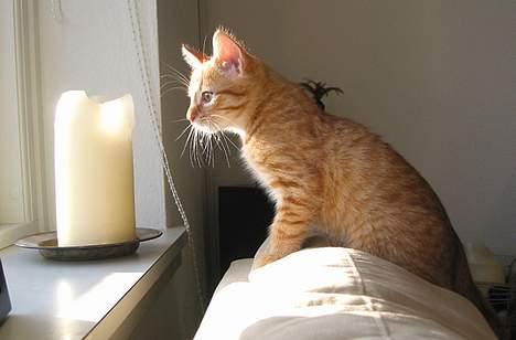 Huskat Louie- forsvundet..:( - Louie nyder en solstråle i vindueskarmen... billede 8