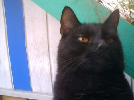 Huskat Sorteper. billede 4