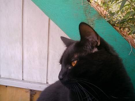 Huskat Sorteper. billede 5