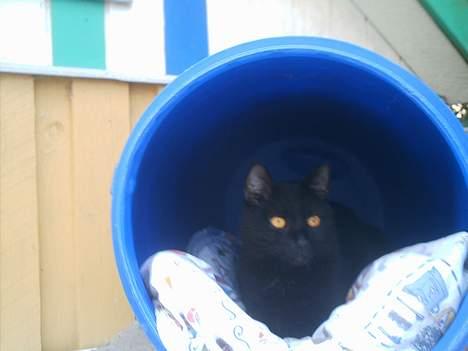 Huskat Sorteper. billede 6