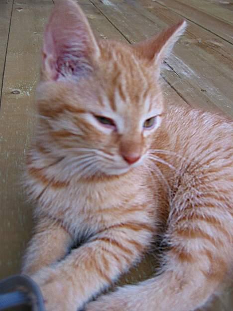 Huskat Louie- forsvundet..:( - ...Otte uger gammel, og skal til at tage sig en slapper efter vild leg med sine brødre :) billede 9