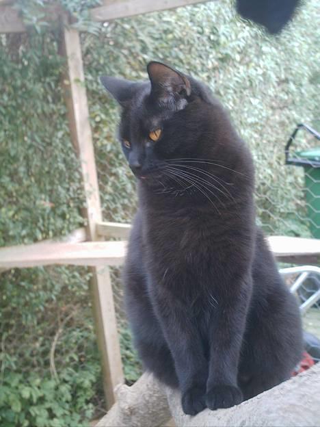 Huskat Sorteper. billede 7