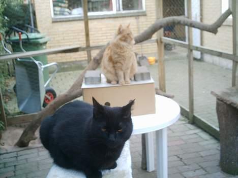 Huskat Sorteper. billede 8