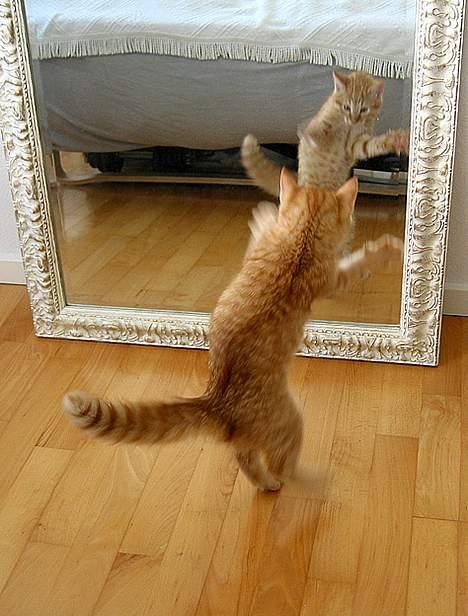 Huskat Louie- forsvundet..:( - Når jeg ser mit spejlbillede, forvandles jeg til en FARLIG ninja!!!... billede 10