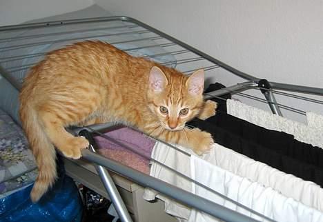 Huskat Louie- forsvundet..:( - Bjergbestigeren Louie... billede 11