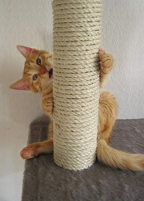 Huskat Louie- forsvundet..:( - Den FARLIGE ninja går amox på kradsebrættet!!!... billede 12