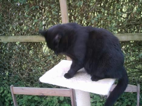 Huskat Sorteper. billede 9