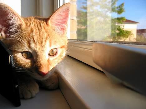 Huskat Louie- forsvundet..:( - Aaaaah - Dejligt med lidt varme på den lille krop... :) billede 13