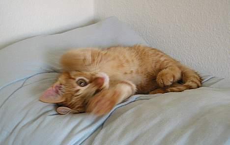 Huskat Louie- forsvundet..:( - Op med poterne!!.. :D billede 14