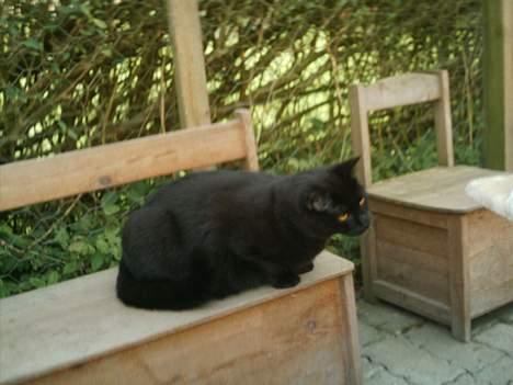 Huskat Sorteper. billede 10