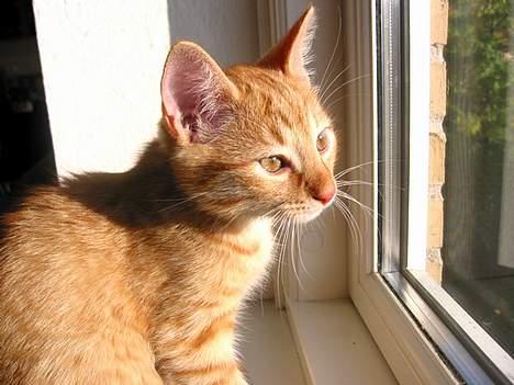 Huskat Louie- forsvundet..:( - Louie Lurer... billede 15