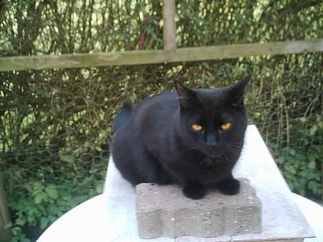 Huskat Sorteper. billede 11