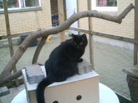 Huskat Sorteper. billede 12