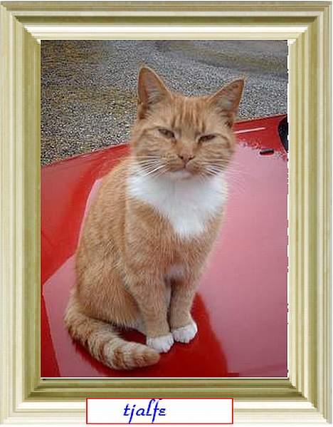 Huskat snip  (nipperman) - hender densens Tjalfe.. rødtop.. hun kom bar en dag og så har jeg ikk kunnet li hende.. hun var jo en lille kat.. jeg er ikk så vild med hende for hun får al opmærksomheden sys jeg! og så er hun jo så slank som en pind hun er vist stadig på slankekur billede 7