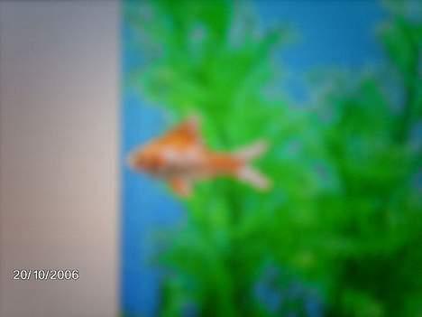 Huskat Tjalfe - når jeg ser på akvariet tænker jeg: Hmm .. Går lige over efter noget leverpostej . billede 6