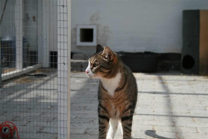 Huskat Sofus <3 - nyt (: billede 19