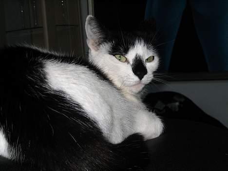 Huskat Missen billede 18