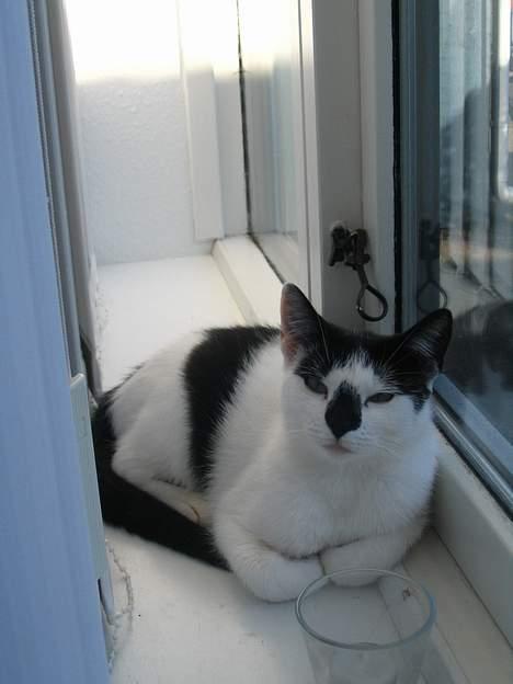 Huskat Missen billede 19