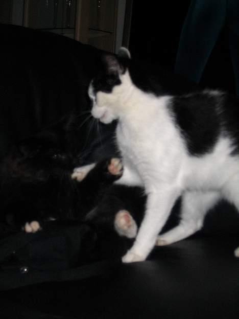 Huskat Missen - elsker bare at lege med Ragetti..:D billede 20