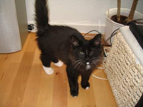 Norsk Skovkat Ragetti - Altså tager du nu billeder af mig igen.. billede 6