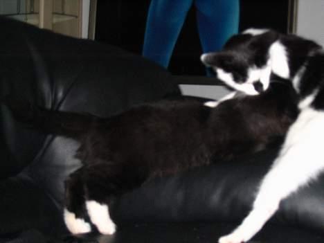 Norsk Skovkat Ragetti billede 7