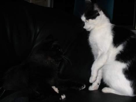 Norsk Skovkat Ragetti - Er min nye veninde ikk bare for lækker..  billede 8