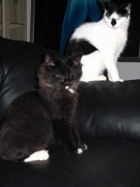 Norsk Skovkat Ragetti - Er vi ikke smukke det sys min mor billede 9