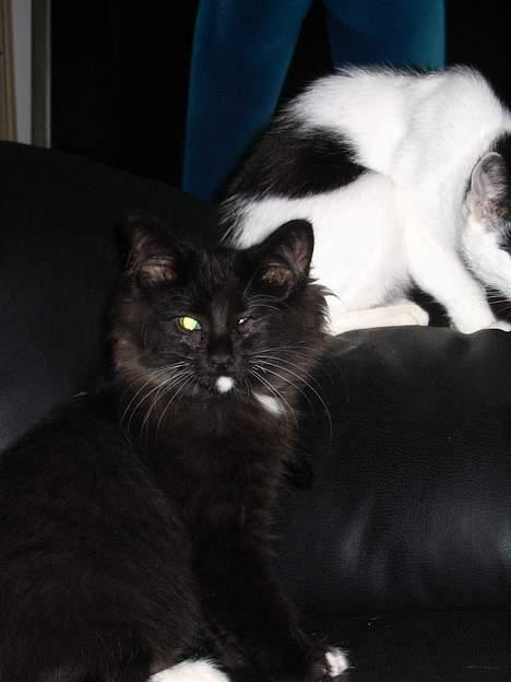 Norsk Skovkat Ragetti billede 10