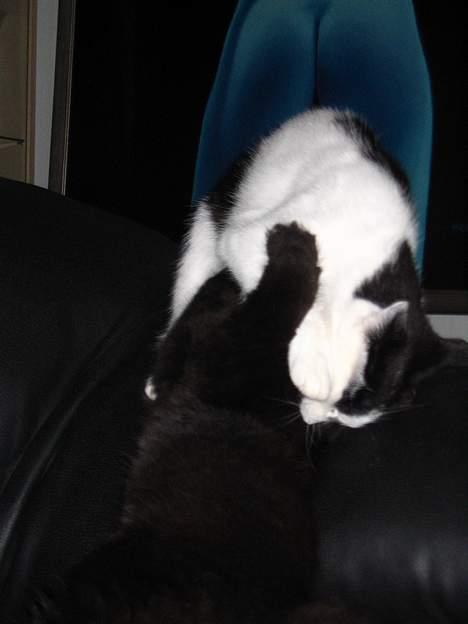 Norsk Skovkat Ragetti - Elsker bare når missen vil kramme billede 11